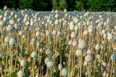 250 WHITE Cloud PEONY POPPY Papaver Peoniflorum Flower Seeds
